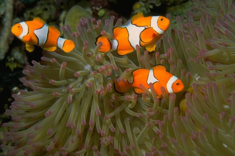 Diving Koh Lanta