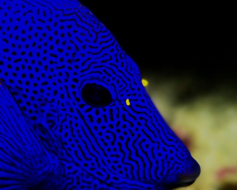 Diving Around Koh Lanta